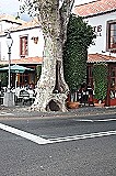19 Platan na rušnej križovatke v centre mesta Funchal (Madeira)