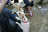 Návšteva v OZ Zatúlané psíky Šaľa