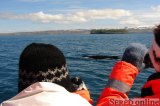  Keporkak - Humpback whale