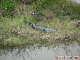  Tak ako prakticky na celej Floride, aj v areali Kennedy space cengtra je mozne aligatorov vidiet iba par metrov od cesty v bazine. Ziadna ohrada.