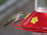  kolibrík