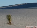  bílá poušť