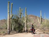  kaktusy Saguaro