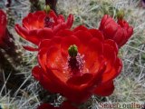  kvet kaktusu
