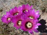  kvetouci kaktus