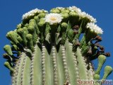  kvetouci Saguaro