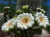  kvety Saguaro