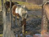 Hladné kone po kolená v blate - dokedy?