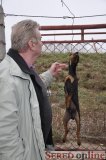  Štátny veterinárny lekár prezrel obeseného psíka.