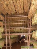  sušení tabakových listu