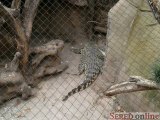  tropická hala Yucatan a jej obyvatelia