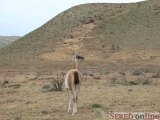  Guanaco