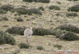  ňandu, patagónska verzia pštrosa